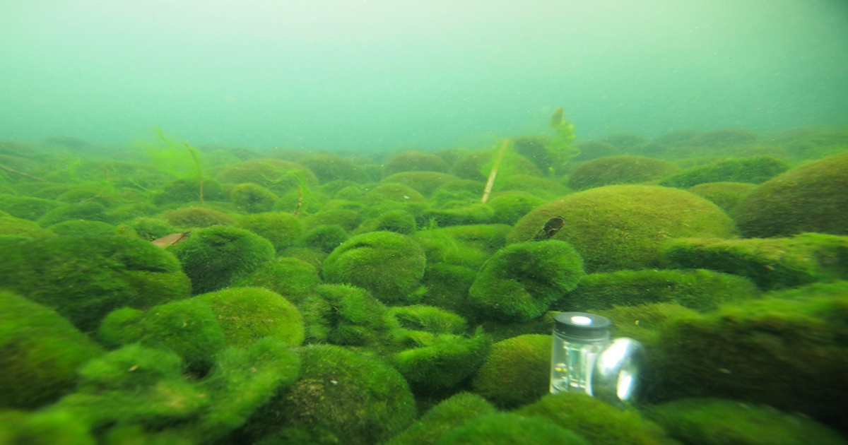 JAPAN Algae - まる Climate change threatens 'fluffy' algae balls with